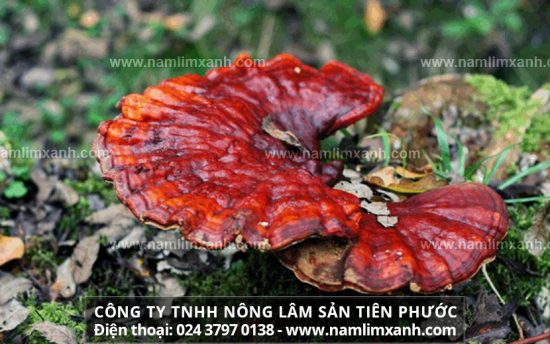 Nấm lim xanh có cơ chế điều trị máu nhiễm mỡ hữu hiệu