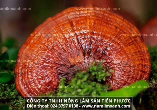 Nấm lim xanh có khả năng phòng chống ung thư