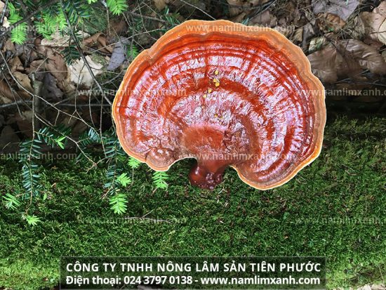 Nấm lim xanh có tác dụng gì giá 1kg nấm lim xanh rừng bao nhiêu