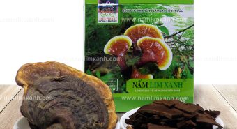 Nấm lim xanh có tốt không thành phần dược chất của nấm lim xanh