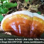 Nấm lim xanh công ty Tiên Phước có tác dụng gì nơi mua chính hãng