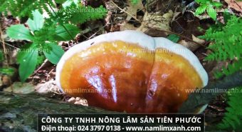 Nấm lim xanh công ty Tiên Phước có tác dụng gì nơi mua chính hãng