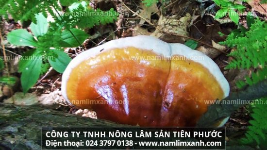 Nấm lim xanh công ty Tiên Phước có tác dụng gì nơi mua chính hãng