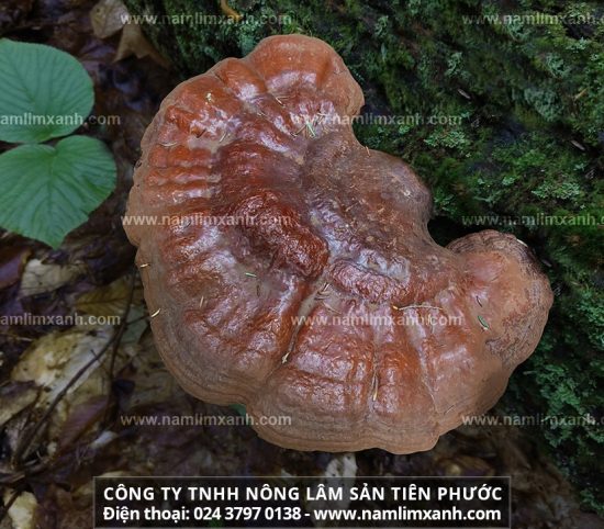 Nấm lim xanh giá bao nhiêu 1kg chung trên thị trường