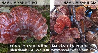 Nấm lim xanh giả có độc không cách nhận biết nấm lim xanh thật giả