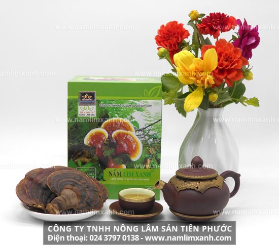 Nấm lim xanh giúp hỗ trợ điều trị bệnh ung thư