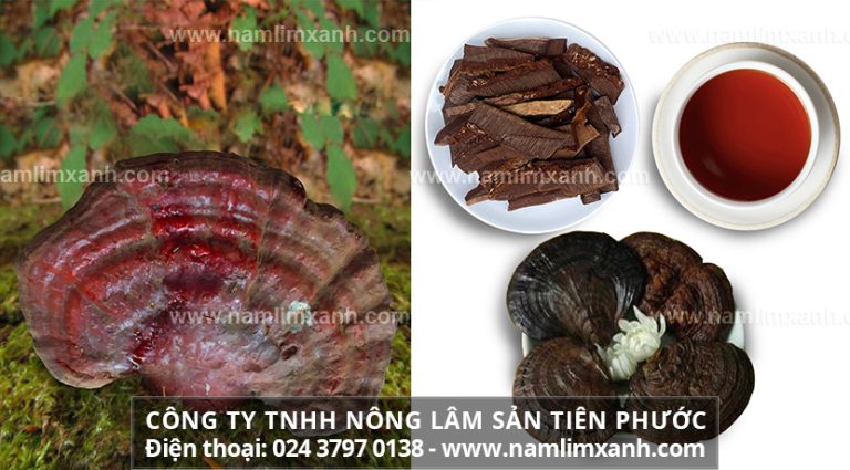 Nấm lim xanh loại nào tốt nhất với cách dùng nấm lim xanh hiệu quả