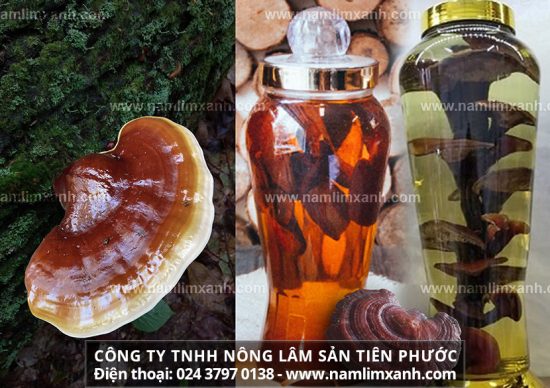 Nấm lim xanh ngâm rượu có tác dụng bồi bổ, tăng cường sức khỏe