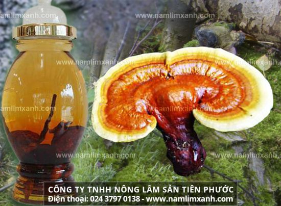 Nấm lim xanh ngâm rượu có tác dụng gì