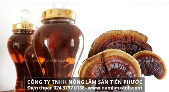 Nấm lim xanh ngâm rượu có tác dụng gì cách sử dụng rượu nấm lim