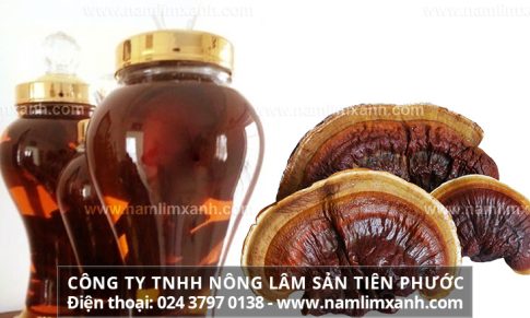 Nấm lim xanh ngâm rượu có tác dụng gì cách sử dụng rượu nấm lim