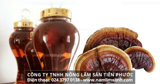 Nấm lim xanh ngâm rượu có tác dụng gì cách sử dụng rượu nấm lim