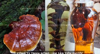 Nấm lim xanh ngâm rượu có tốt không và sơ chế nấm lim ngâm rượu