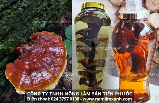 Nấm lim xanh ngâm rượu có tốt không và sơ chế nấm lim ngâm rượu