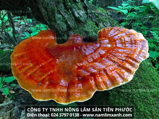 Nấm lim xanh rừng chữa bệnh gì