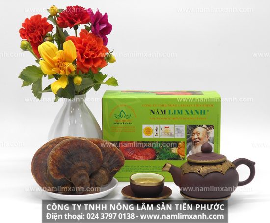 Nấm lim xanh rừng chữa bệnh ung thư