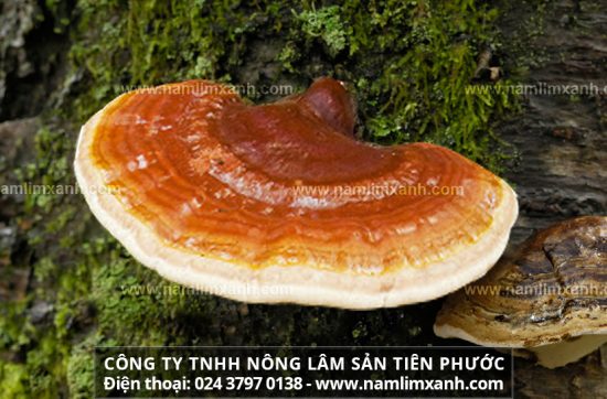 Nấm lim xanh rừng tự nhiên có chứa lượng dược chất cao