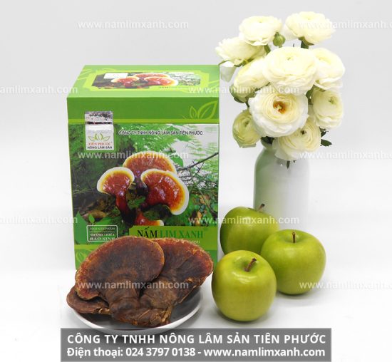 Nấm lim xanh tác dụng chữa bệnh ung thư