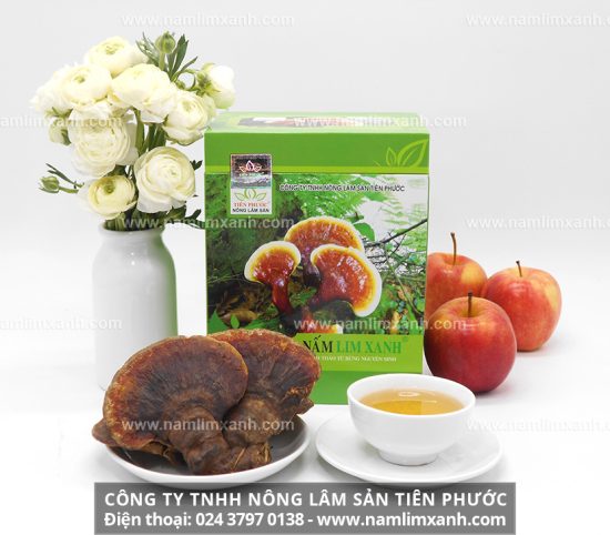 Nấm lim xanh trị bệnh gì và cây nấm lim xanh rừng chữa bệnh gì