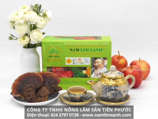 Nấm lim xanh trong nghiên cứu điều trị bệnh ung thư