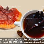 Nấm lim xanh uống như thế nào và cách nấu uống nấm lim xanh rừng