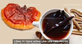 Nấm lim xanh uống như thế nào và cách nấu uống nấm lim xanh rừng