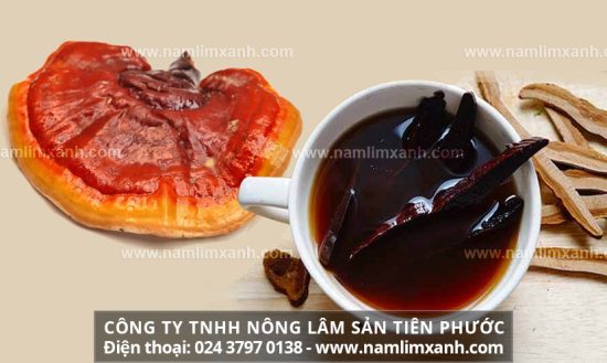 Nấm lim xanh uống như thế nào và cách nấu uống nấm lim xanh rừng