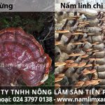 Nhận biết nấm lim xanh rừng như thế nào phân biệt hình ảnh nấm giả