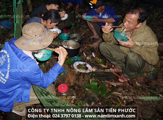 Nơi mua bán nấm lim uy tín