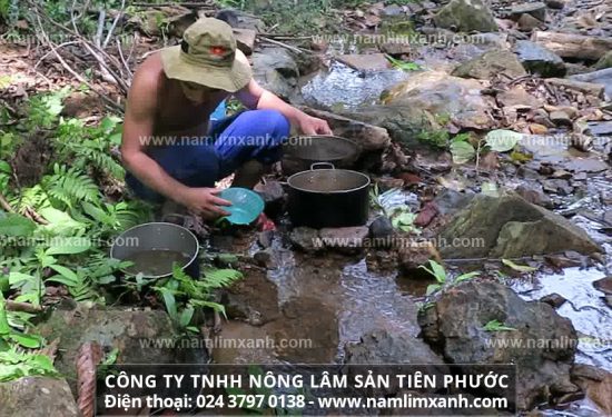 Sắc nấu nấm lim xanh đem lại hiệu quả chữa bệnh cao nhất