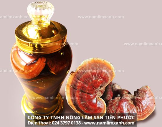 Tác dụng của nấm lim ngâm rượu và cách ngâm rượu nấm lim hiệu quả