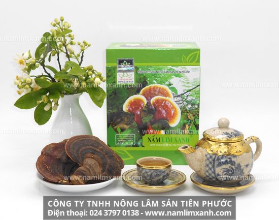 Tác dụng của nấm lim xanh tự nhiên trong nghiên cứu khoa học