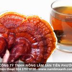 Tác dụng nấm lim xanh chữa ung thư và cách dùng nấm lim rừng đúng