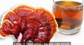 Tác dụng nấm lim xanh chữa ung thư và cách dùng nấm lim rừng đúng