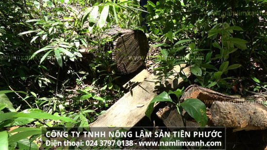 Tác dụng nấm lim xanh có công dụng nâng cao sức khỏe, chống viêm