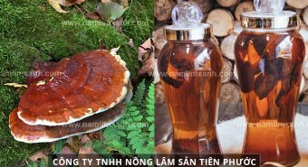 Tác dụng nấm lim xanh ngâm rượu hướng dẫn ngâm rượu nấm lim