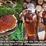 Tác dụng nấm lim xanh ngâm rượu hướng dẫn ngâm rượu nấm lim