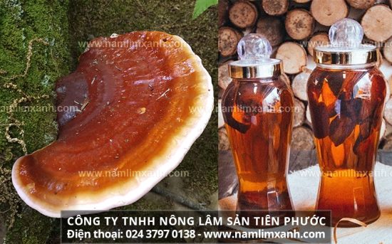 Tác dụng nấm lim xanh rừng Tiên Phước ngâm rượu chữa bệnh