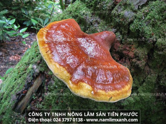 Tác dụng nấm lim xanh trị ung thư cổ tử cung