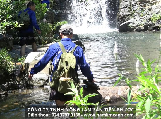 Tác hại của nấm lim xanh với bà bầu và đối tượng sử dụng nấm lim xanh hiệu quả