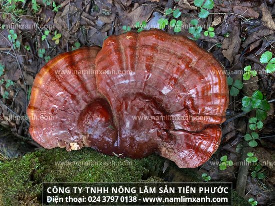 Thị trường mua bán nấm lim xanh hiện nay và Giá bán các loại nấm lim xanh