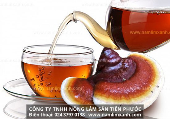 Uống nấm lim xanh sắc nước đối tượng sử dụng nấm lim xanh sắc nước