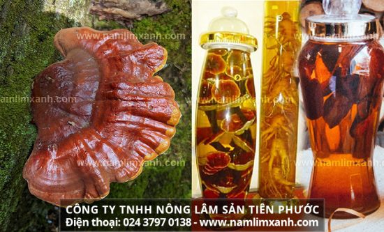 Uống rượu ngâm nấm lim xanh giúp cường dương ở nam giới