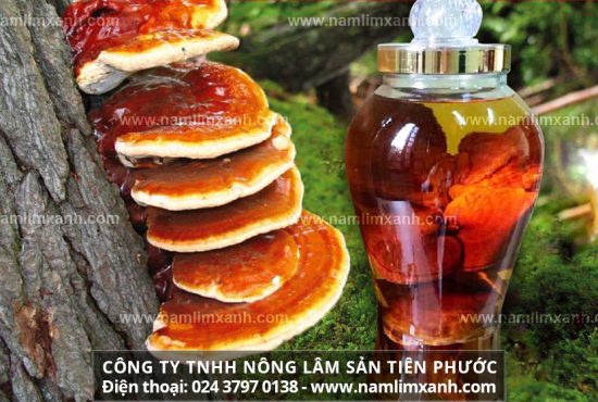 Biết được cách ngâm rượu nấm lim xanh sẽ giúp phát huy hết công dụng của sản phẩm