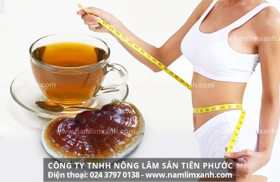 Cách sử dụng cây nấm lim xanh làm đẹp và cách dùng nấm lim rừng đắp mặt