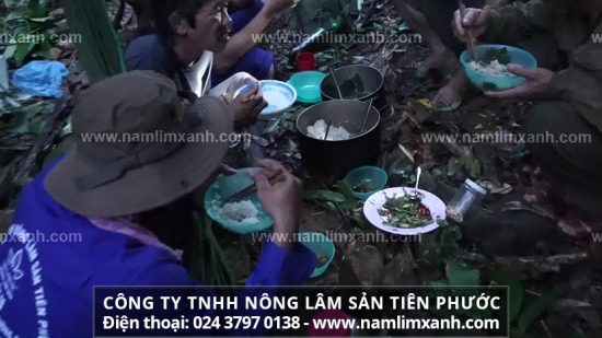 Cách uống nấm lim xanh rừng tự nhiên và cách sắc nước nấm lim hiệu quả