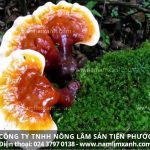 Cây nấm lim xanh công dụng trị bệnh gì cách sử dụng nấm lim xanh