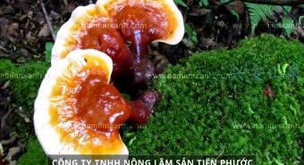 Cây nấm lim xanh công dụng trị bệnh gì cách sử dụng nấm lim xanh