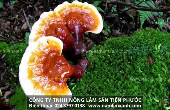 Cây nấm lim xanh công dụng trị bệnh gì cách sử dụng nấm lim xanh