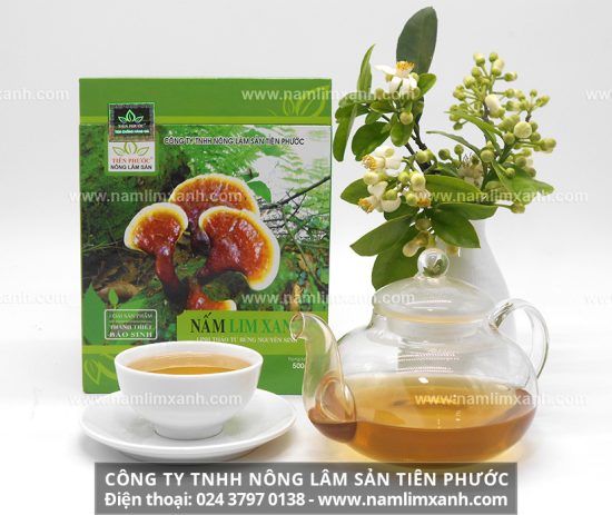 Cơ chế điều trị bệnh gan của nấm lim tự nhiên